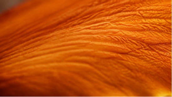 Extreme close-up abstract photograph of marigold petal texture with warm golden lighting, representing berberine's potential role in supporting PCOS symptom management.