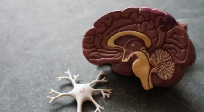Brain Health & Cognitive Function for Indians: A Complete Guide For Indians