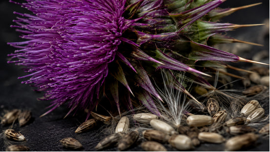 Close-up abstract photograph of milk thistle flower and seeds with dramatic lighting, representing silymarin's role in liver health support.