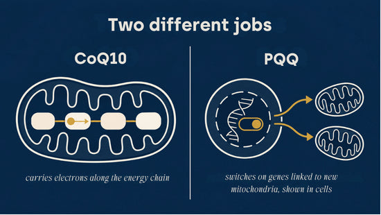 Infographic comparing CoQ10 carrying electrons in the energy chain with PQQ switching on genes linked to new mitochondria