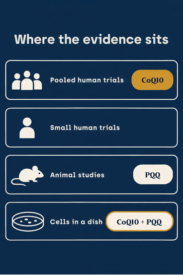 Evidence ladder showing CoQ10 on pooled human trials, PQQ on animal studies, and the combo on cell studies