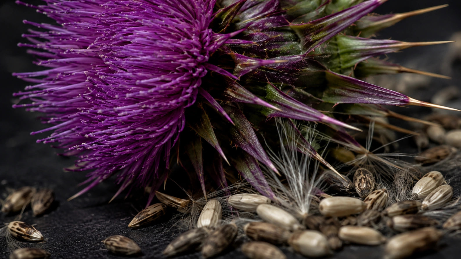 Close-up abstract photograph of milk thistle flower and seeds with dramatic lighting, representing silymarin