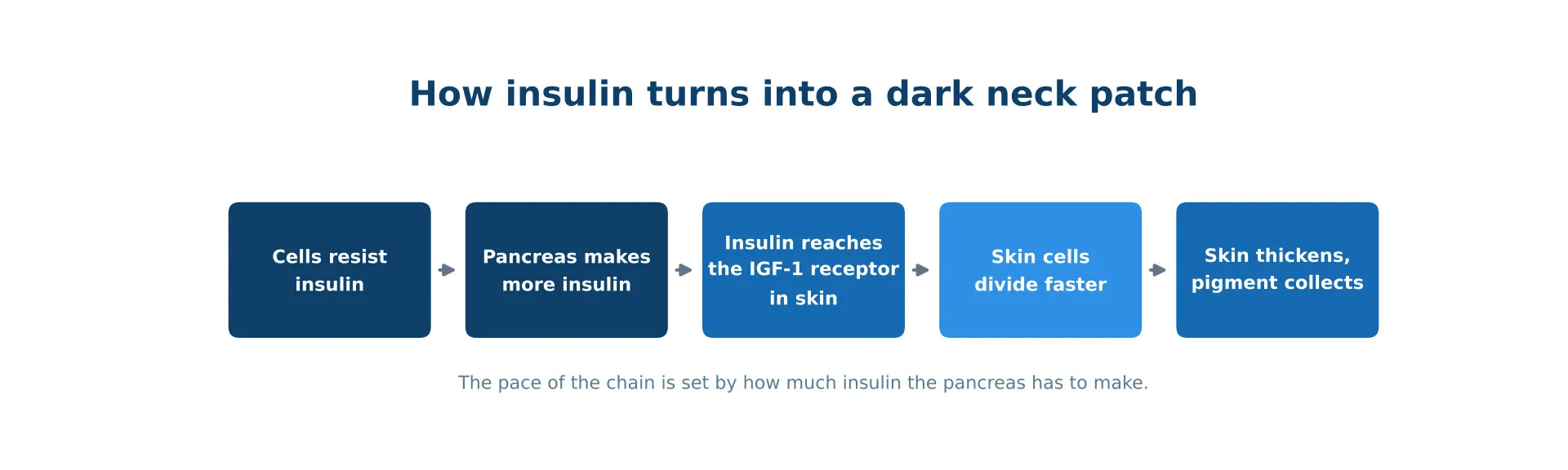 Diagram of the chain that turns insulin resistance into a dark neck patch: cells resist insulin, the pancreas makes more, insulin reaches the IGF-1 receptor in the skin, skin cells divide faster, and the skin thickens as pigment collects.