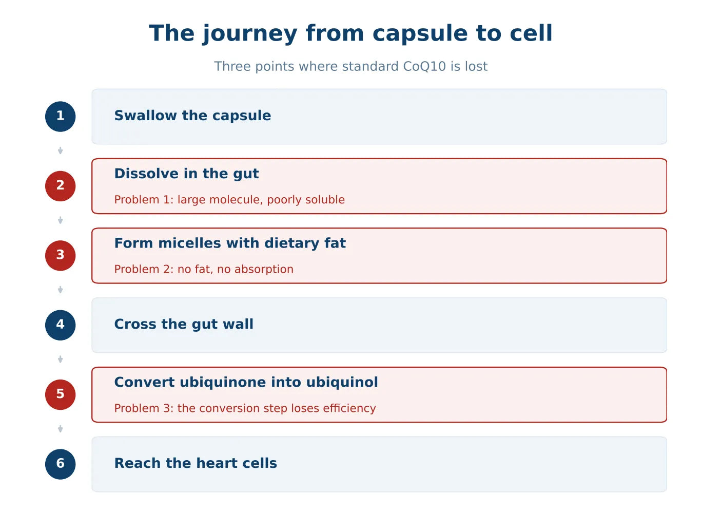 Diagram of the journey a CoQ10 capsule takes: swallow, dissolve in the gut, form micelles with dietary fat, cross the gut wall, convert ubiquinone into ubiquinol, then reach the heart cells. Three stages are flagged as points where standard CoQ10 is lost.