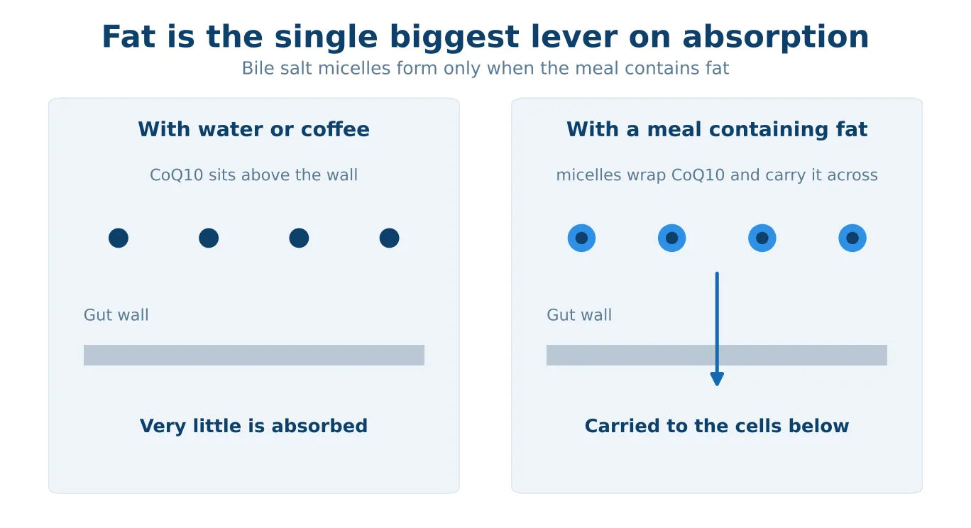 Two side-by-side panels showing what happens without fat and with fat: taken with water the CoQ10 sits above the gut wall and very little is absorbed, while with a fatty meal bile salt micelles wrap the CoQ10 and carry it across the gut wall to the cells.