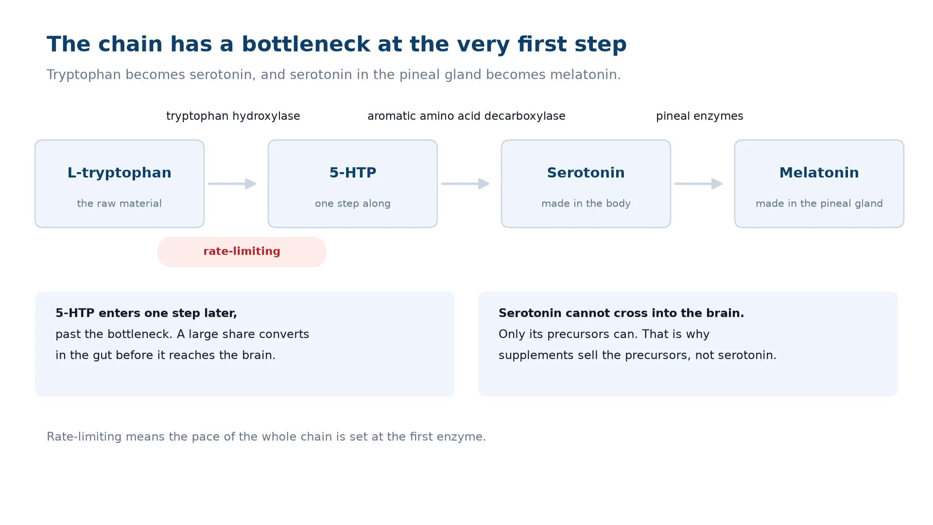 Diagram of the conversion chain from L-tryptophan to 5-HTP to serotonin to melatonin, with tryptophan hydroxylase marked as the rate-limiting step where the pace of the whole chain is set.