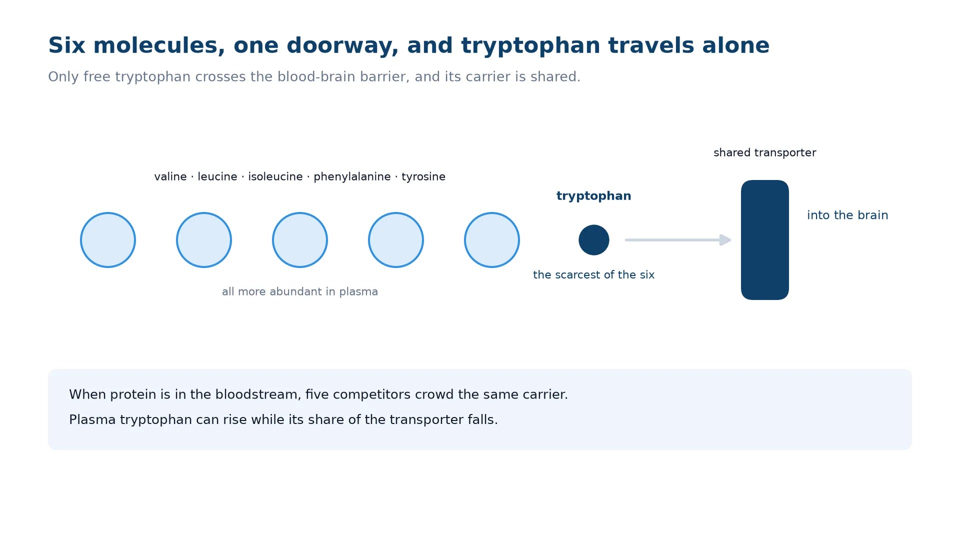 Diagram showing five larger amino acids, valine, leucine, isoleucine, phenylalanine and tyrosine, competing with a single scarce tryptophan molecule for one shared transporter into the brain.