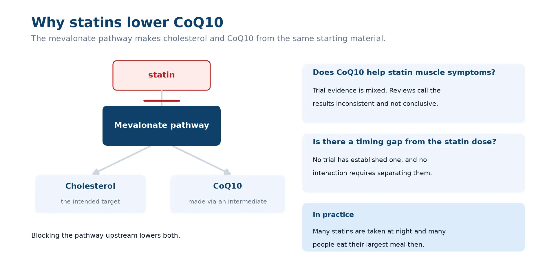 Diagram of the mevalonate pathway. A statin blocks the pathway at the top. The pathway branches into cholesterol, its intended target, and CoQ10, which is made via an intermediate. A side panel states that trial evidence on statin associated muscle symptoms is mixed, that no timing gap between statin and CoQ10 has been established, and that many statins are taken at night when people eat their largest meal.